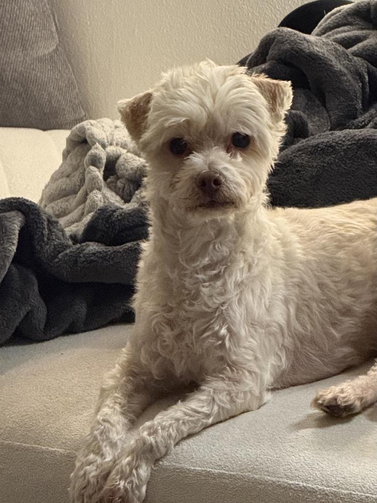 Enlarge Marshmallow, a Adoptable mixed breed in Manhattan, NY image 2/2