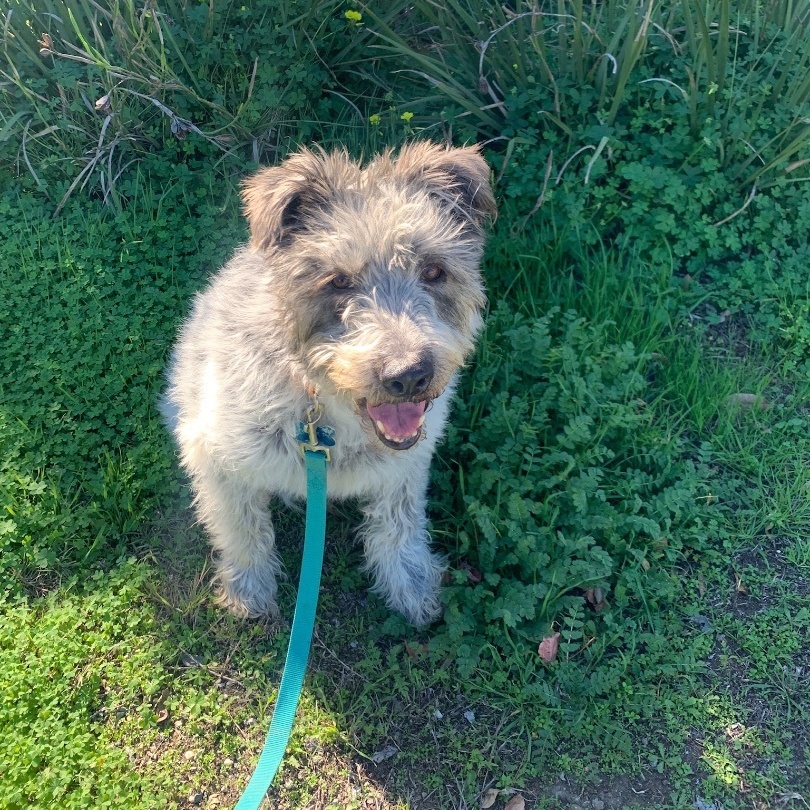 Enlarge Clyde *Courtesy Post*, a Adoptable mixed breed in Newport Beach, CA image 1/1
