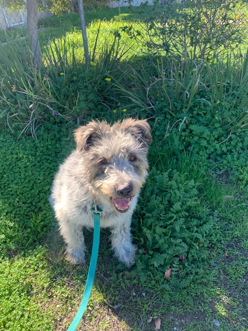 Enlarge Clyde *Courtesy Post*, a Adoptable mixed breed in Newport Beach, CA image 1/2