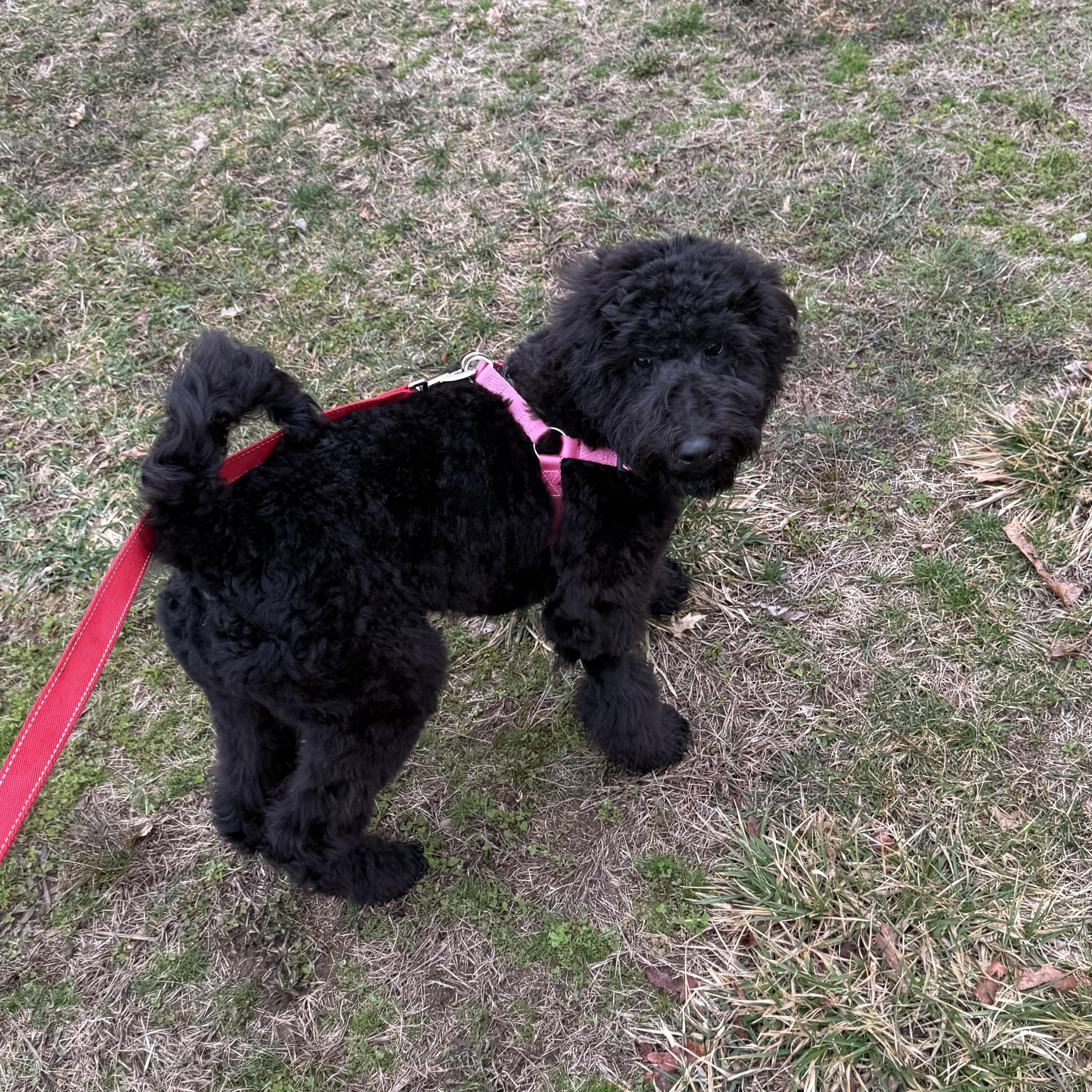 Enlarge Mars, an adoptable Standard Poodle in Exeter, RI image 3/6