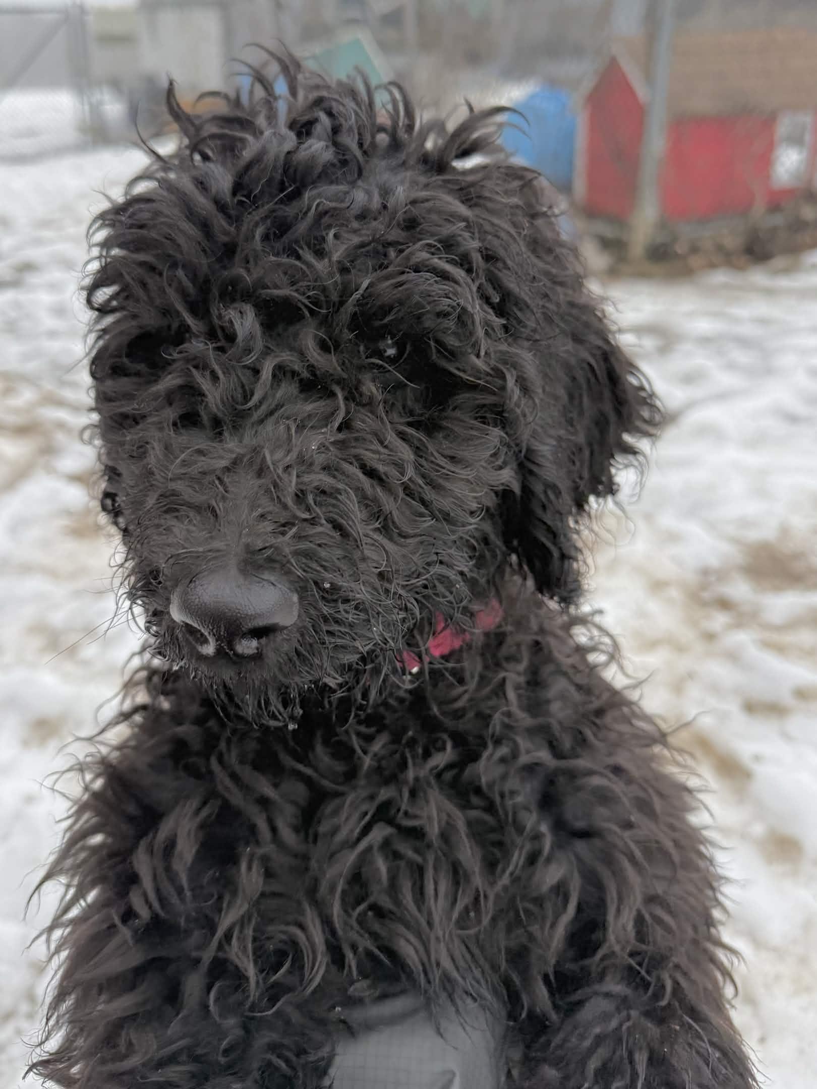 Enlarge Mars, an adoptable Standard Poodle in Exeter, RI image 3/4