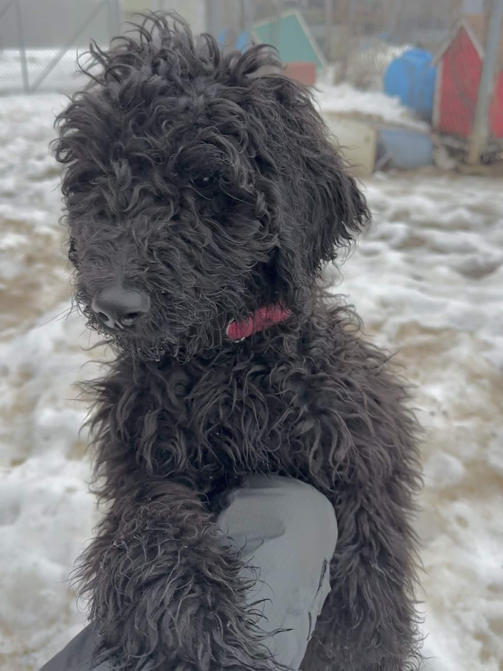 Enlarge Mars, an adoptable Standard Poodle in Exeter, RI image 4/4