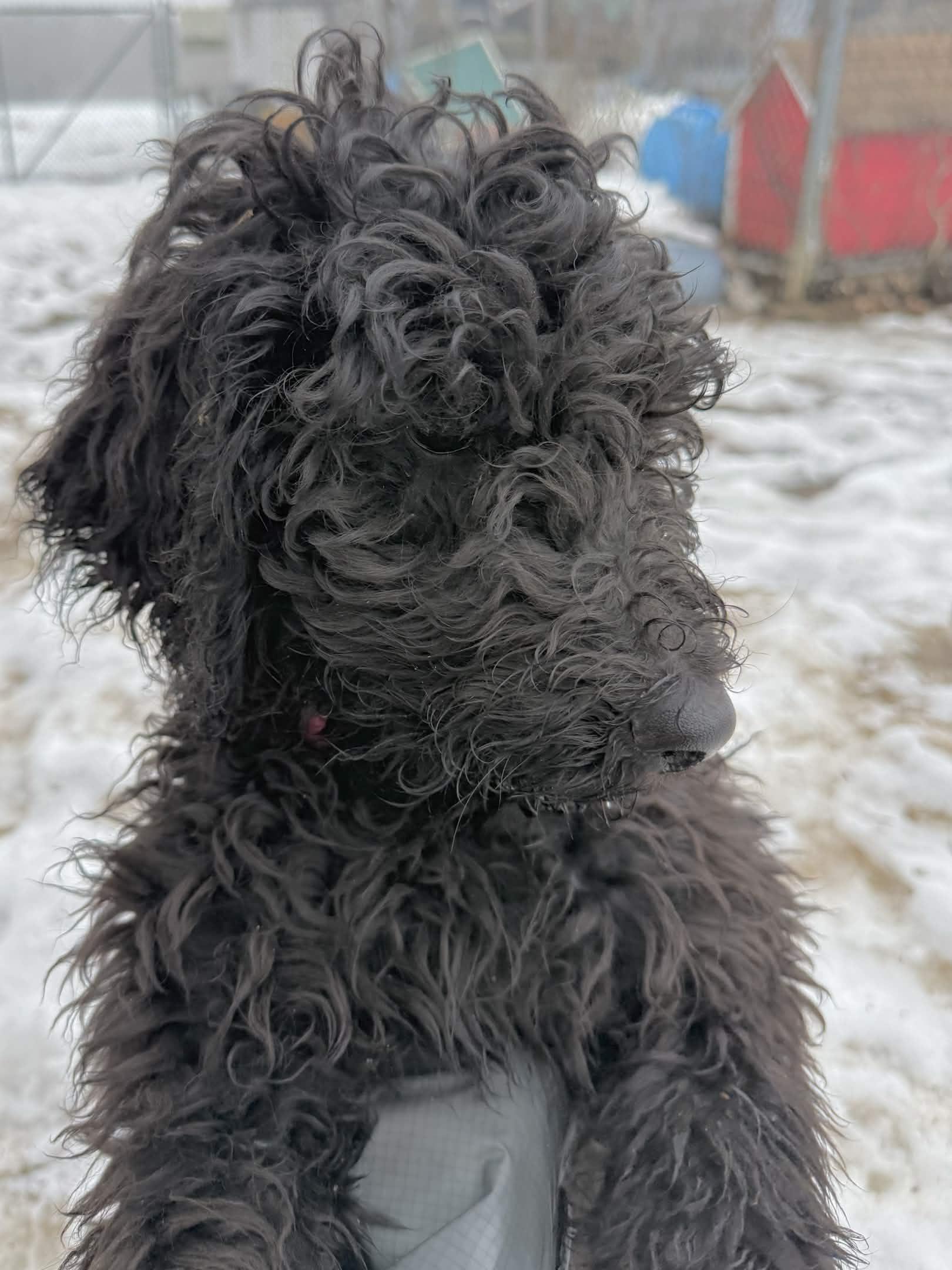 Enlarge Mars, an adoptable Standard Poodle in Exeter, RI image 1/4