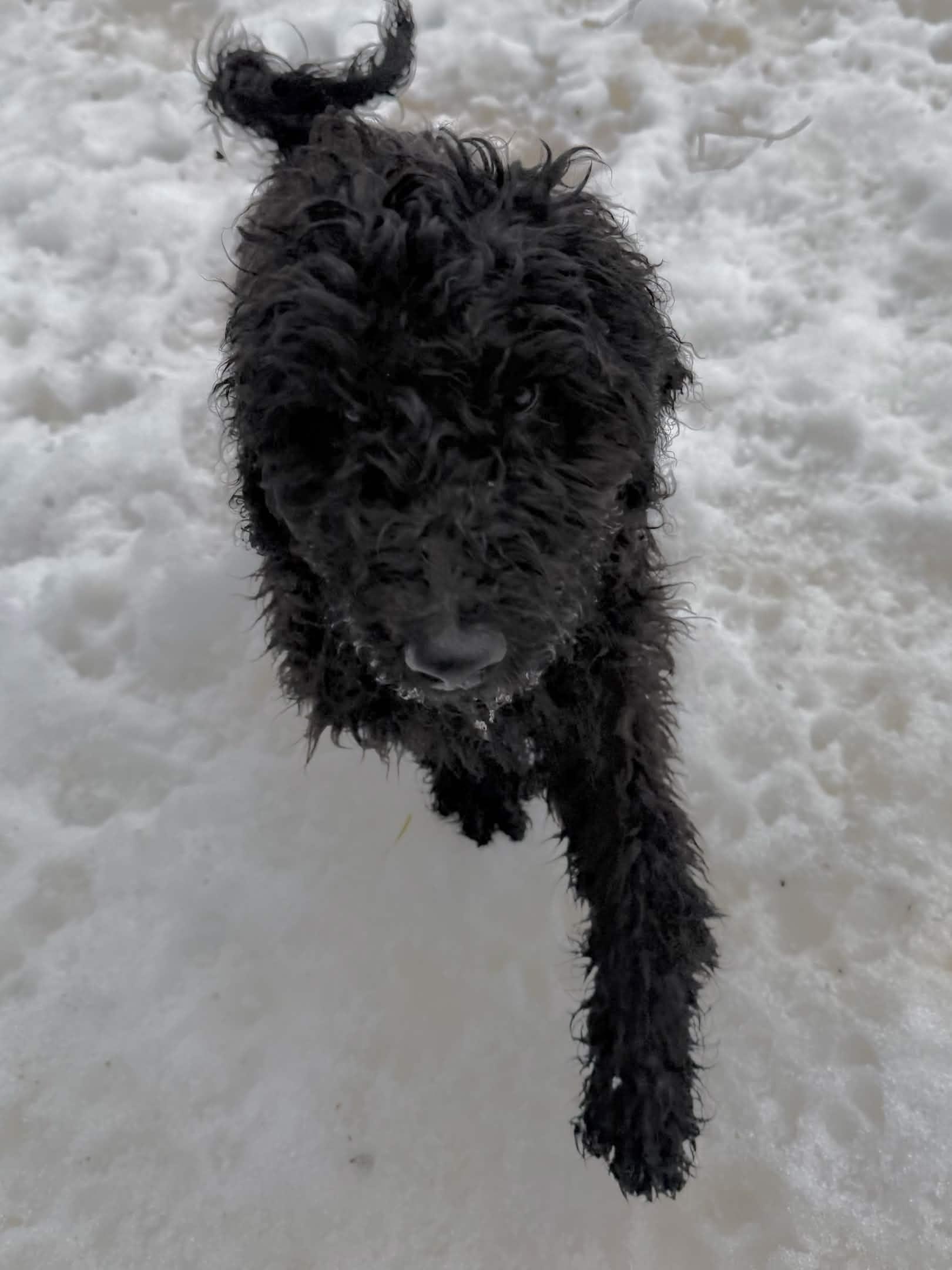 Enlarge Mars, an adoptable Standard Poodle in Exeter, RI image 2/4