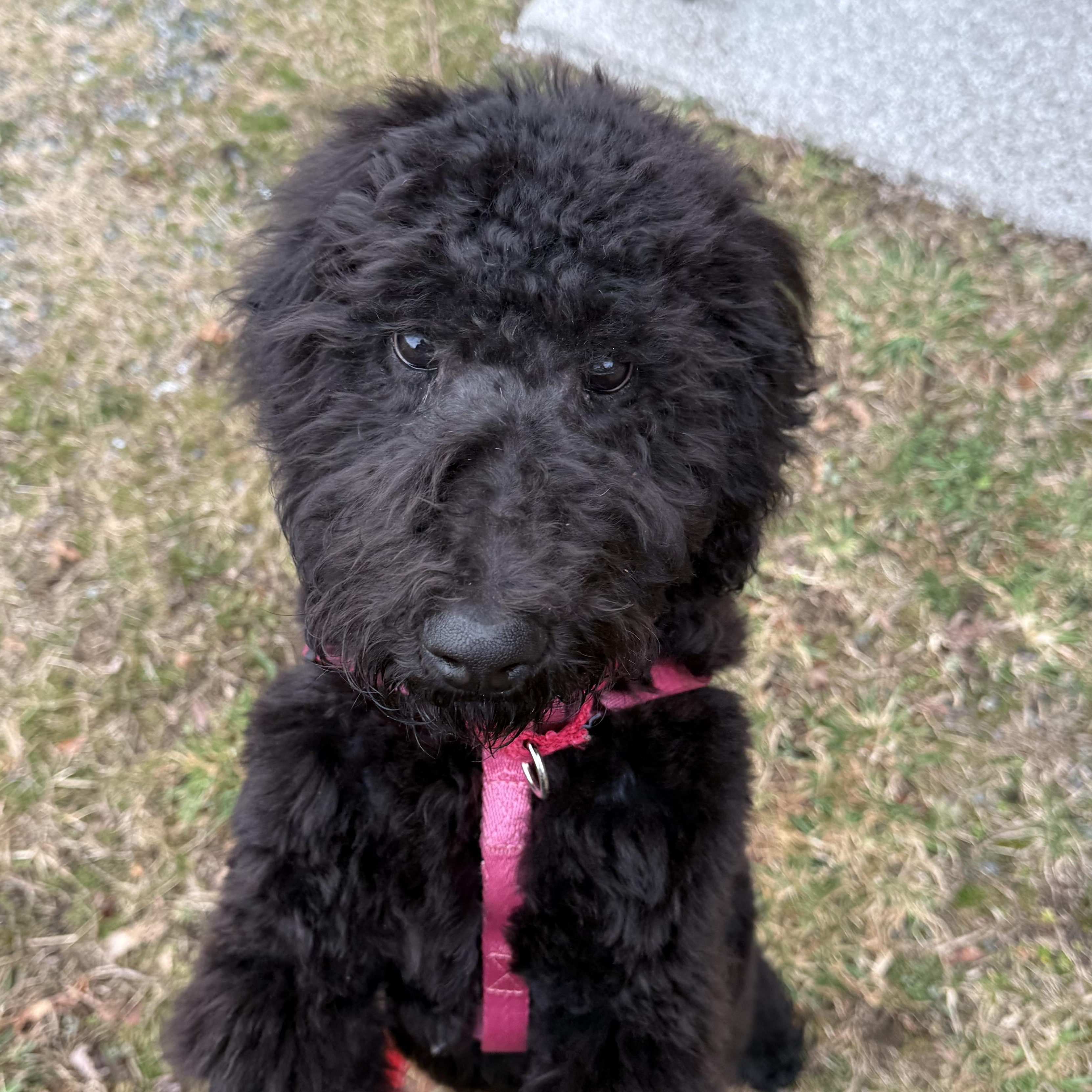 Enlarge Mars, an adoptable Standard Poodle in Exeter, RI image 1/6
