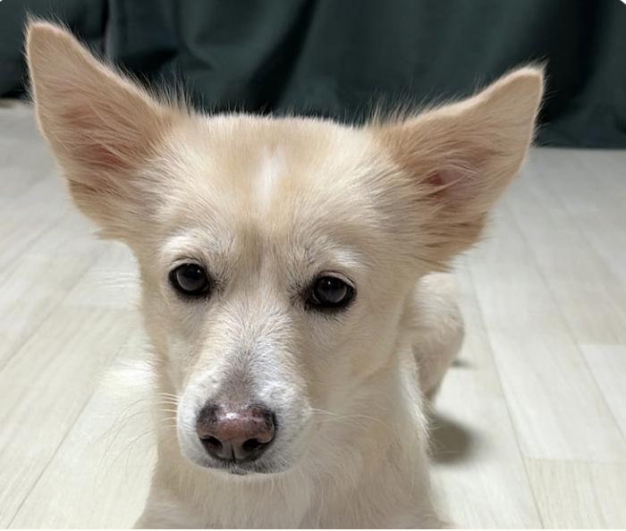 Maddie, ADOPTABLE, Adult Female Jindo.