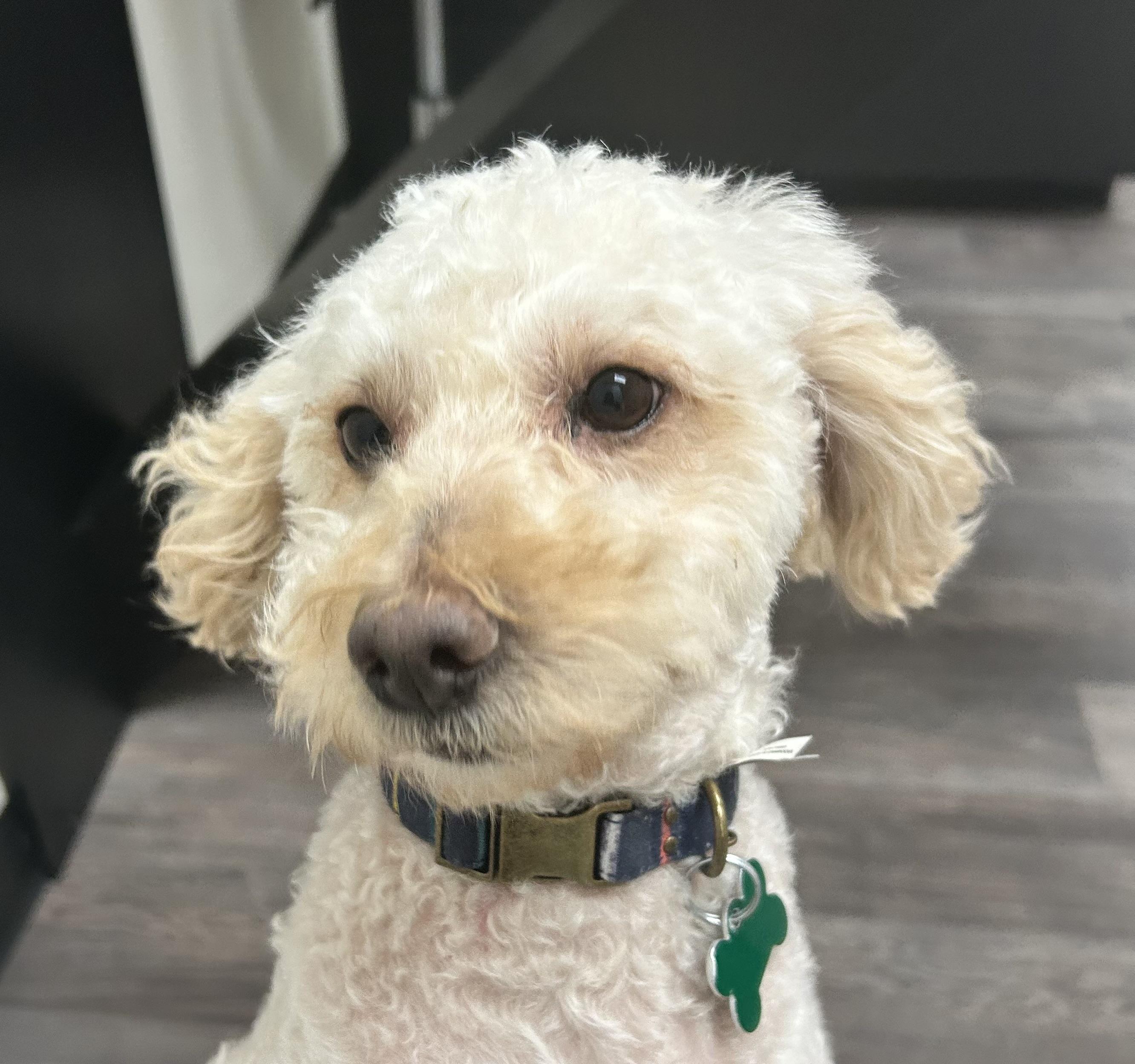 Enlarge Rowan, a ADOPTABLE mixed breed in East Point, GA image 2/3