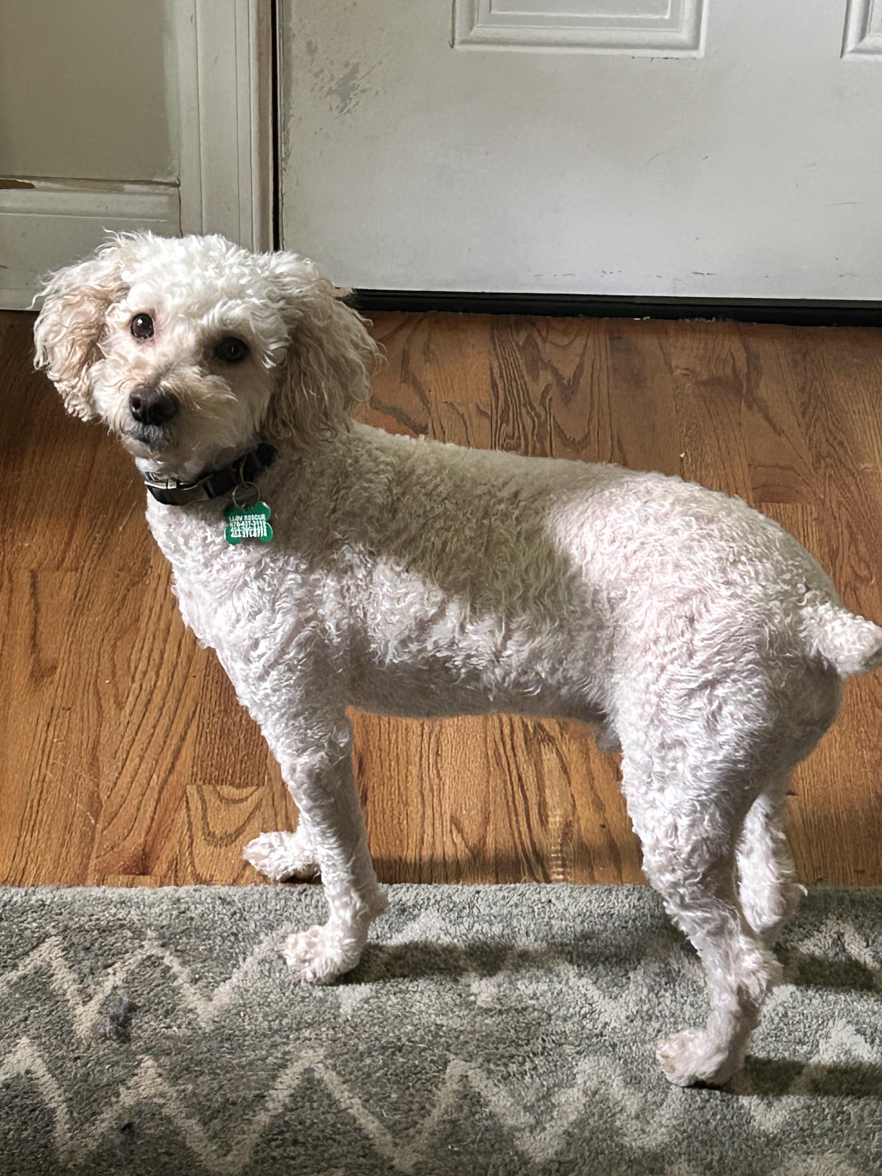 Enlarge Rowan, a ADOPTABLE mixed breed in East Point, GA image 3/3