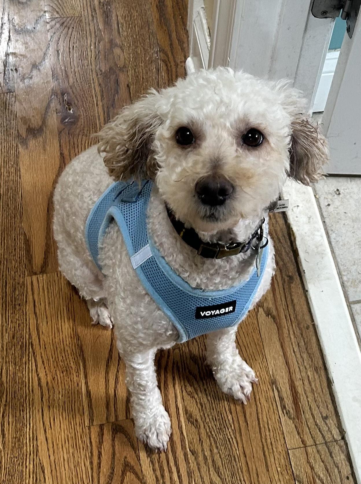 Rowan, ADOPTABLE, Young Male Miniature Poodle.