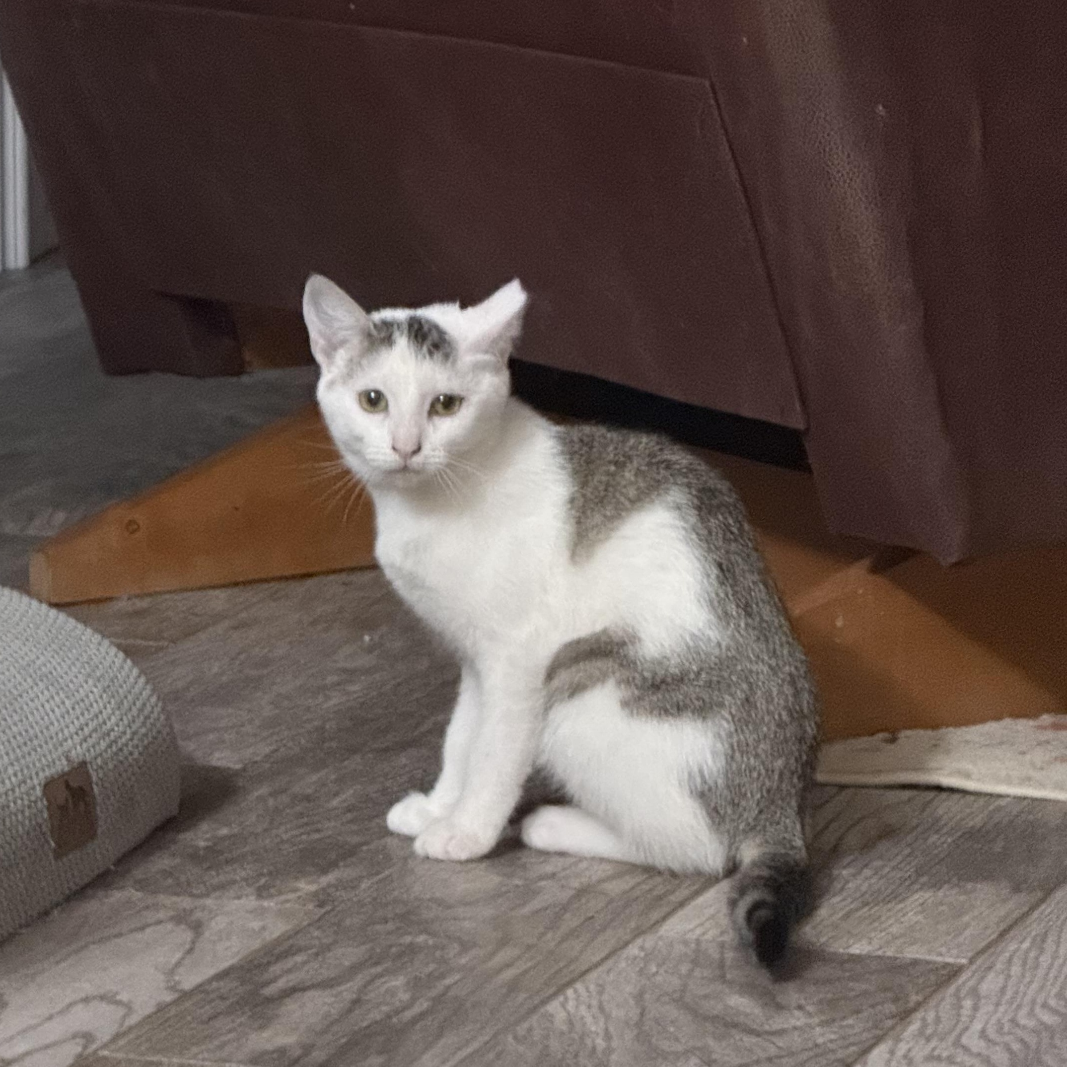 Valerie, ADOPTABLE, Young Female Domestic Short Hair.
