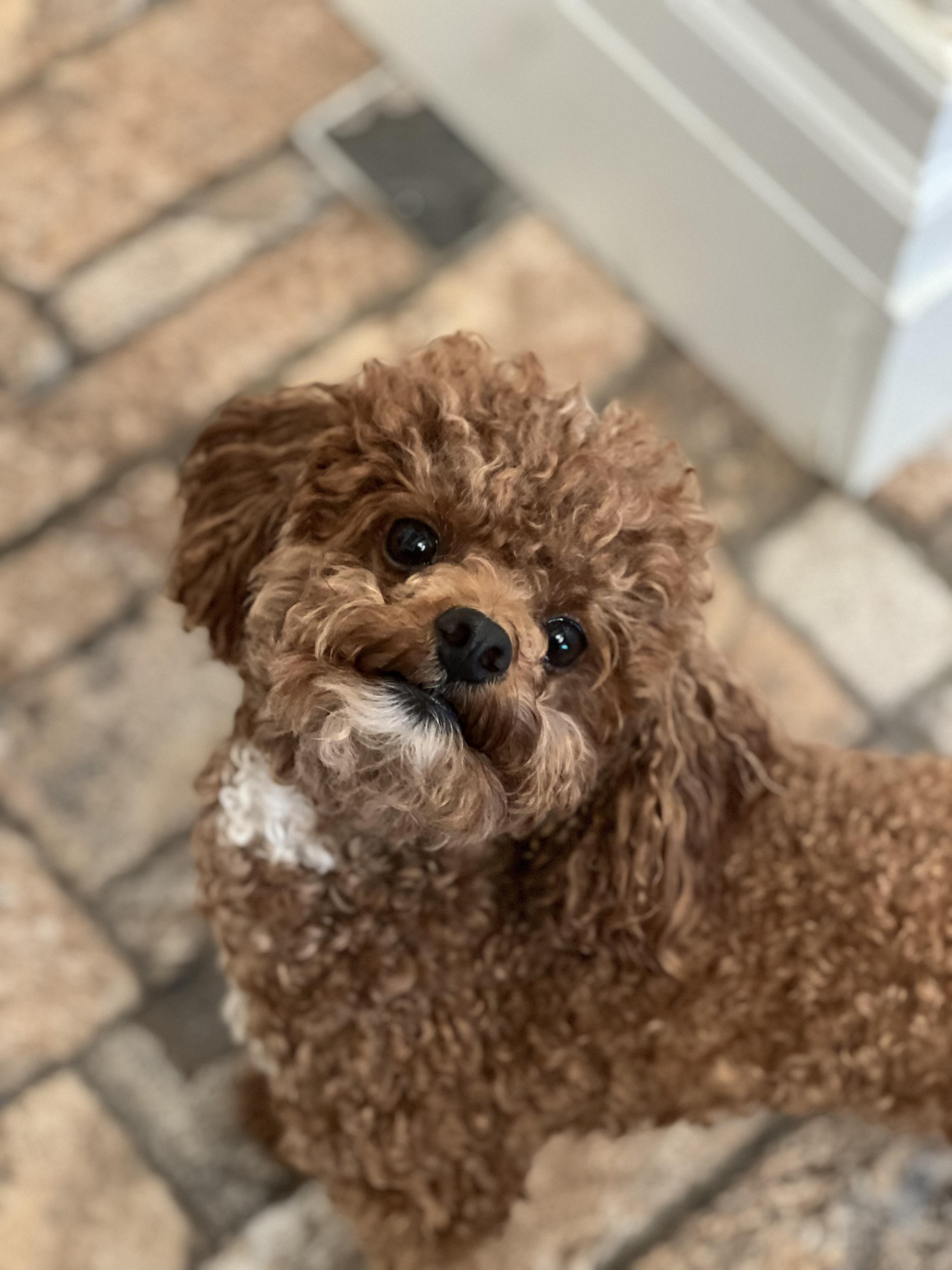 Paris, adopted, Young Female Poodle (Toy).
