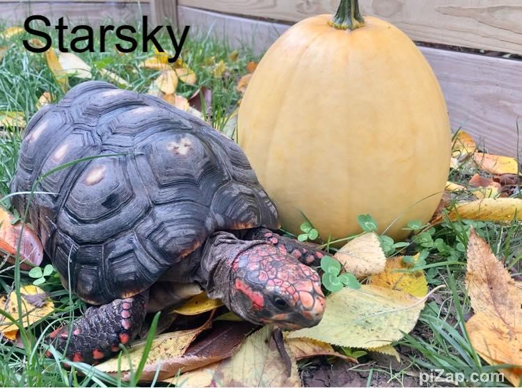 Starsky and Hutch, an adopted Red Foot in Palmerton, PA image 1/6