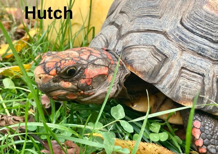 Starsky and Hutch, an adopted Red Foot in Palmerton, PA image 5/6