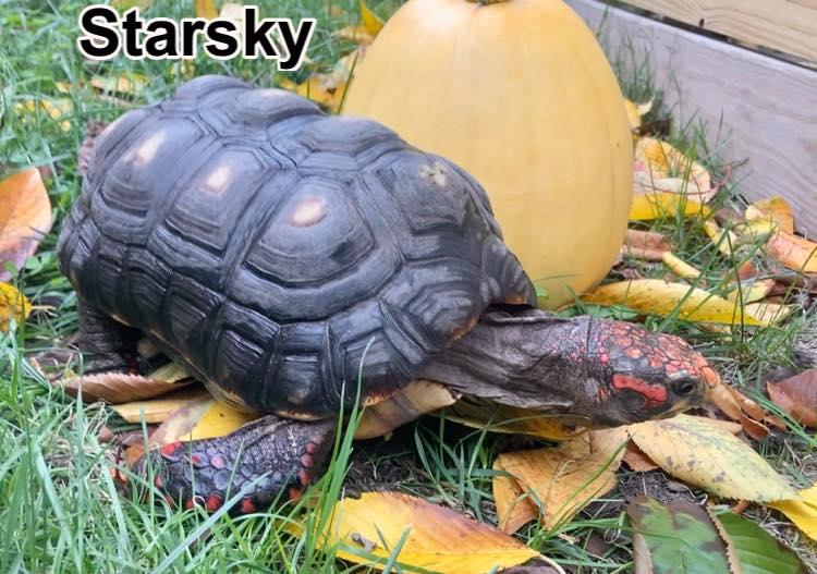 Starsky and Hutch, an adopted Red Foot in Palmerton, PA image 2/6