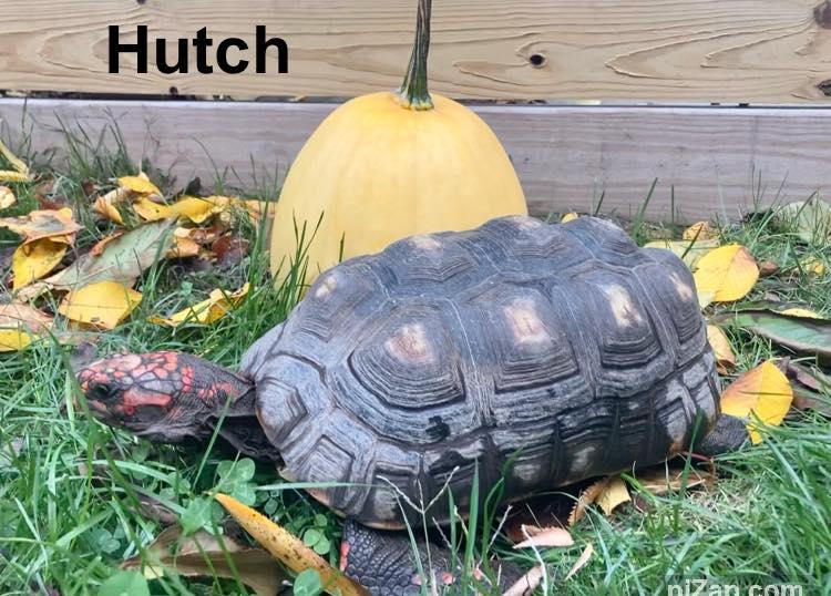 Starsky and Hutch, an adopted Red Foot in Palmerton, PA image 6/6