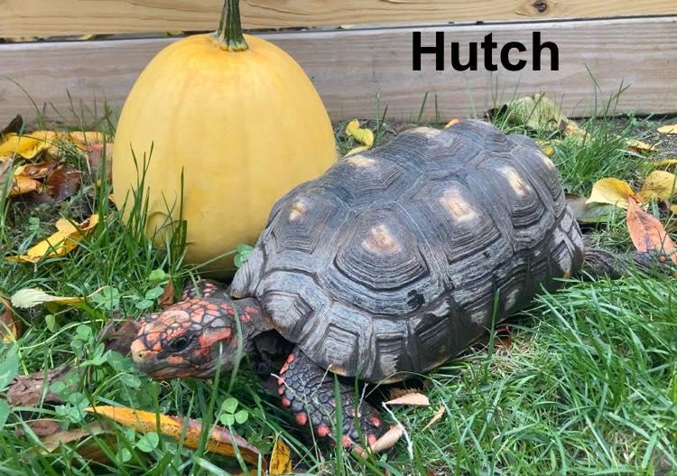 Starsky and Hutch, an adopted Red Foot in Palmerton, PA image 4/6