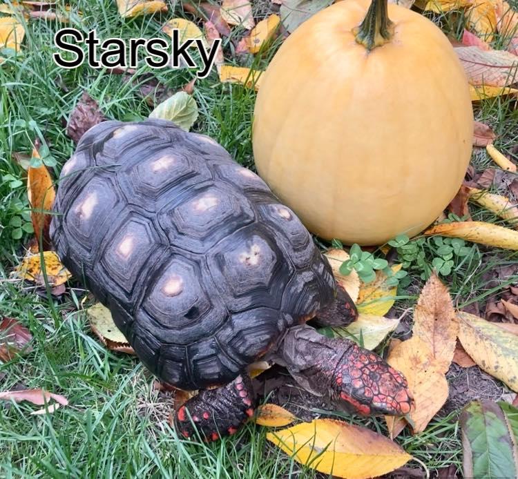 Starsky and Hutch, an adopted Red Foot in Palmerton, PA image 3/6