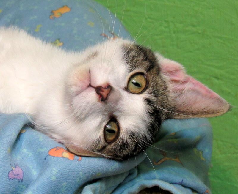 Enlarge Stevie & Simon Sweet Brothers!, a Adoptable Domestic Short Hair in Newport, WA image 3/6