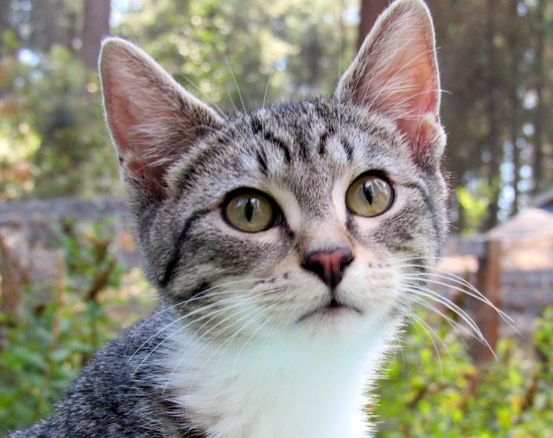 Stevie & Simon Sweet Brothers!, an adoptable Domestic Short Hair in Newport, WA, 99156 | Photo Image 2