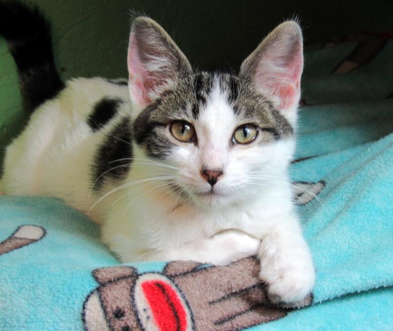Stevie & Simon Sweet Brothers!, an adoptable Domestic Short Hair in Newport, WA, 99156 | Photo Image 1