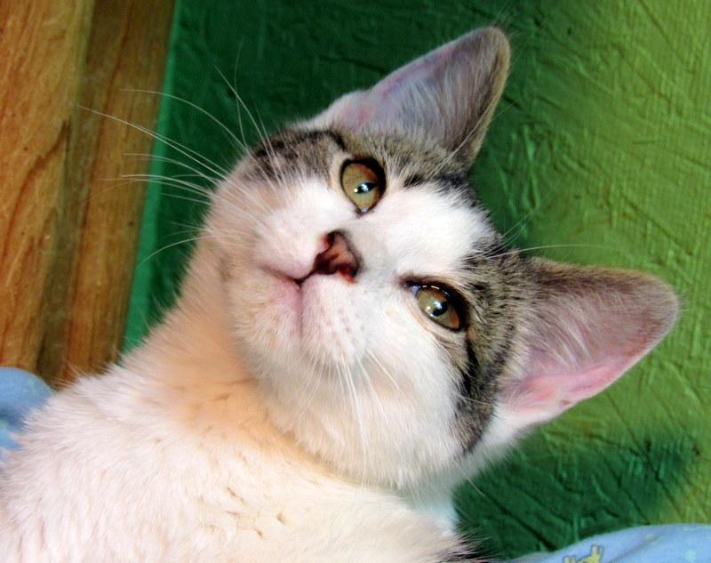 Enlarge Stevie & Simon Sweet Brothers!, a Adoptable Domestic Short Hair in Newport, WA image 4/6