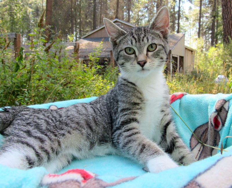 Enlarge Stevie & Simon Sweet Brothers!, a Adoptable Domestic Short Hair in Newport, WA image 5/6