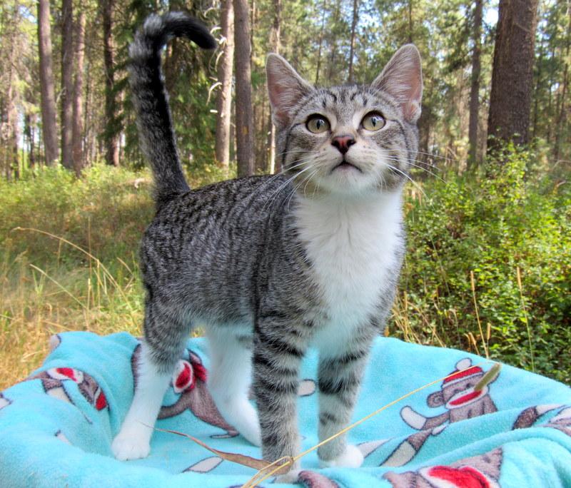 Enlarge Stevie & Simon Sweet Brothers!, a Adoptable Domestic Short Hair in Newport, WA image 6/6