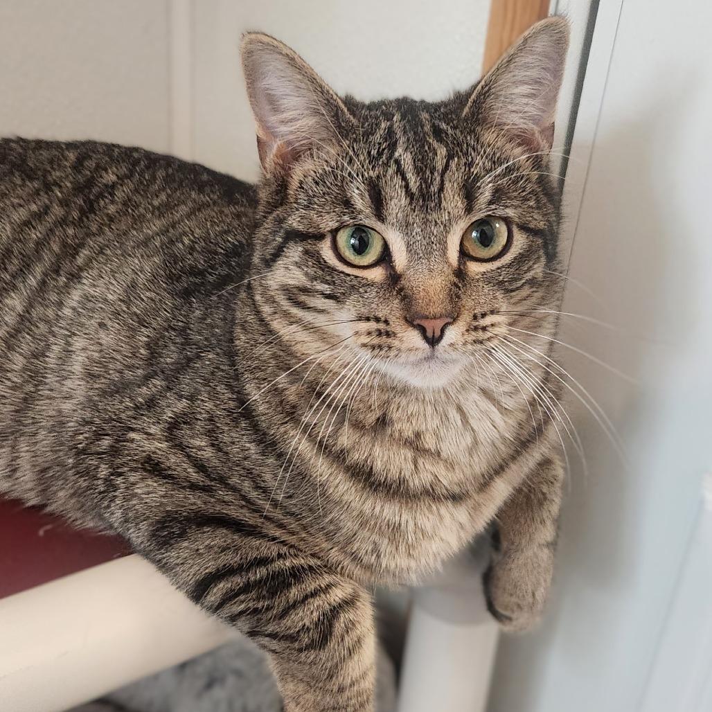 Lisa, Adoptable, Young Female Domestic Short Hair.