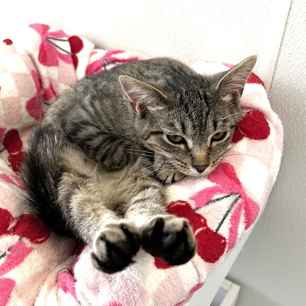 Enlarge Lisa, a Adoptable Domestic Short Hair in Brighton, MO image 2/4