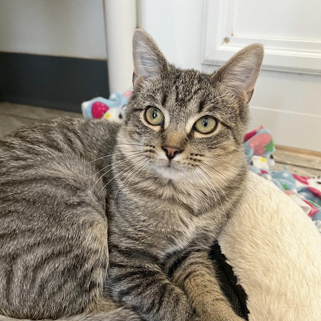 Enlarge Lisa, a Adoptable Domestic Short Hair in Brighton, MO image 4/4