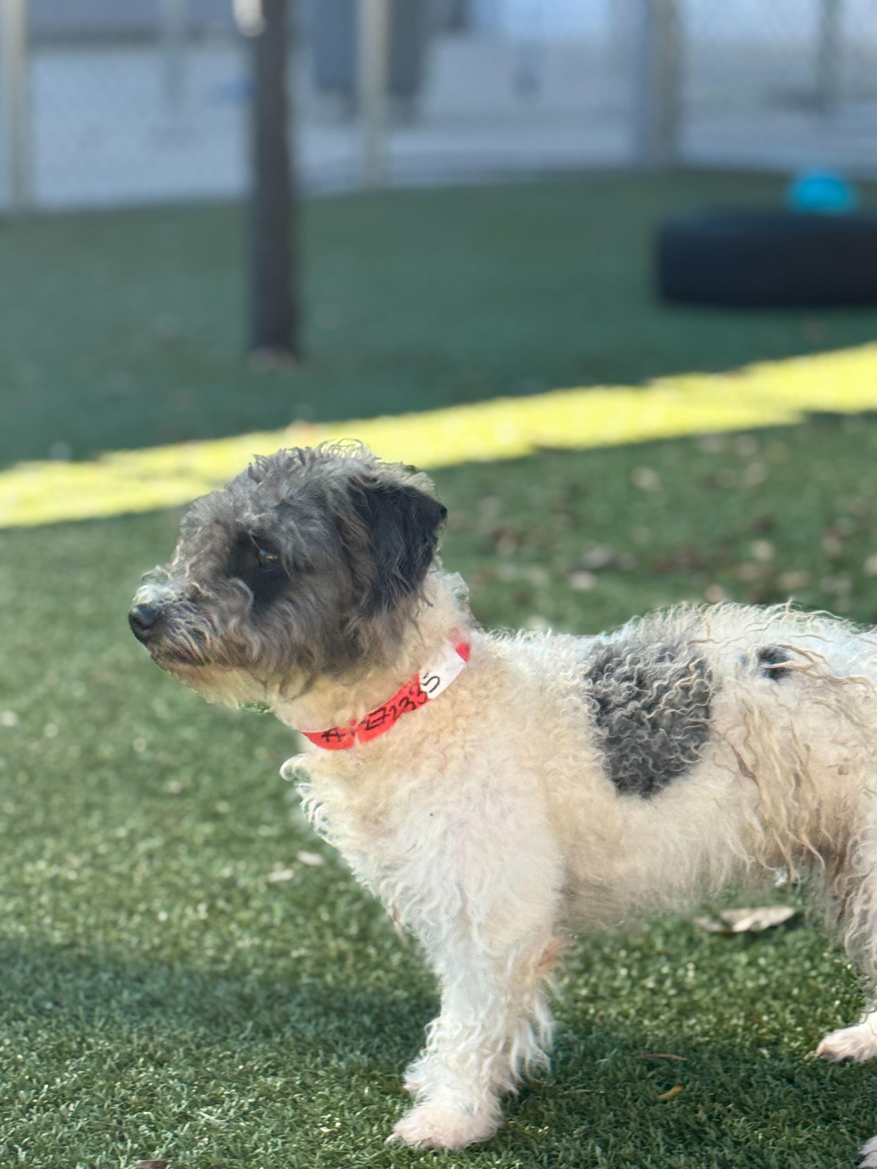 Enlarge Luna, a Adoptable mixed breed in Portland, ME image 3/4