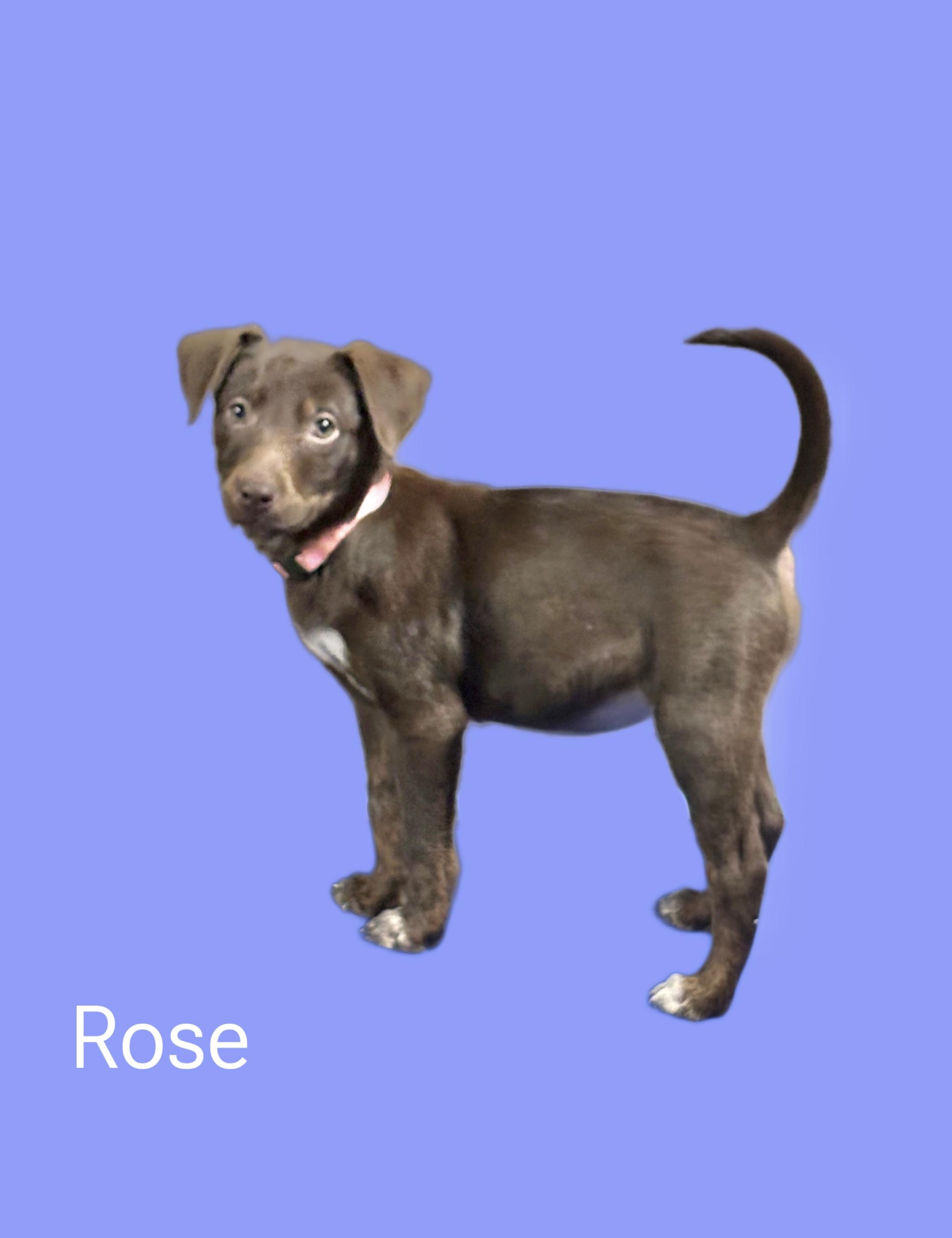 Rose