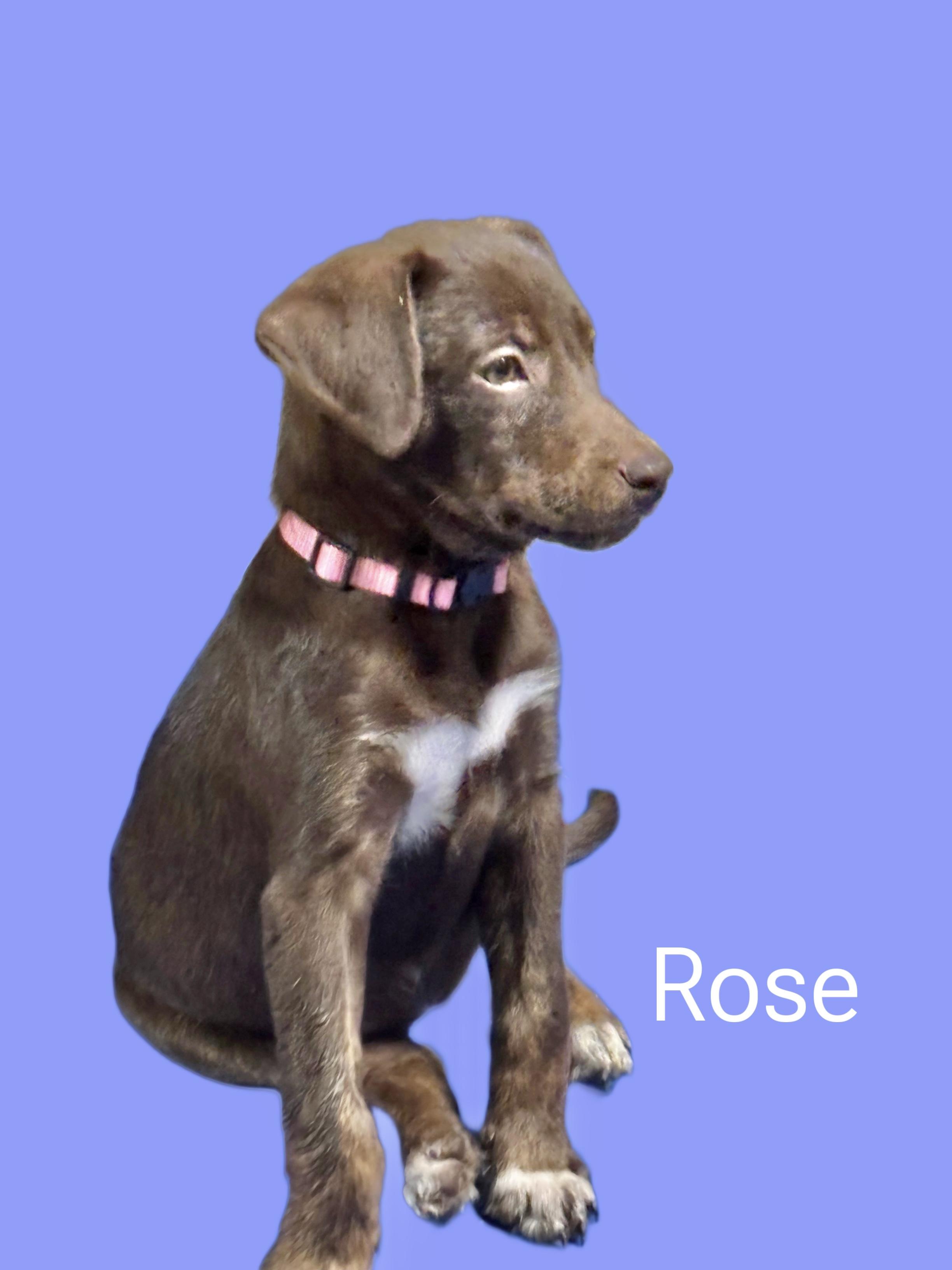 Rose