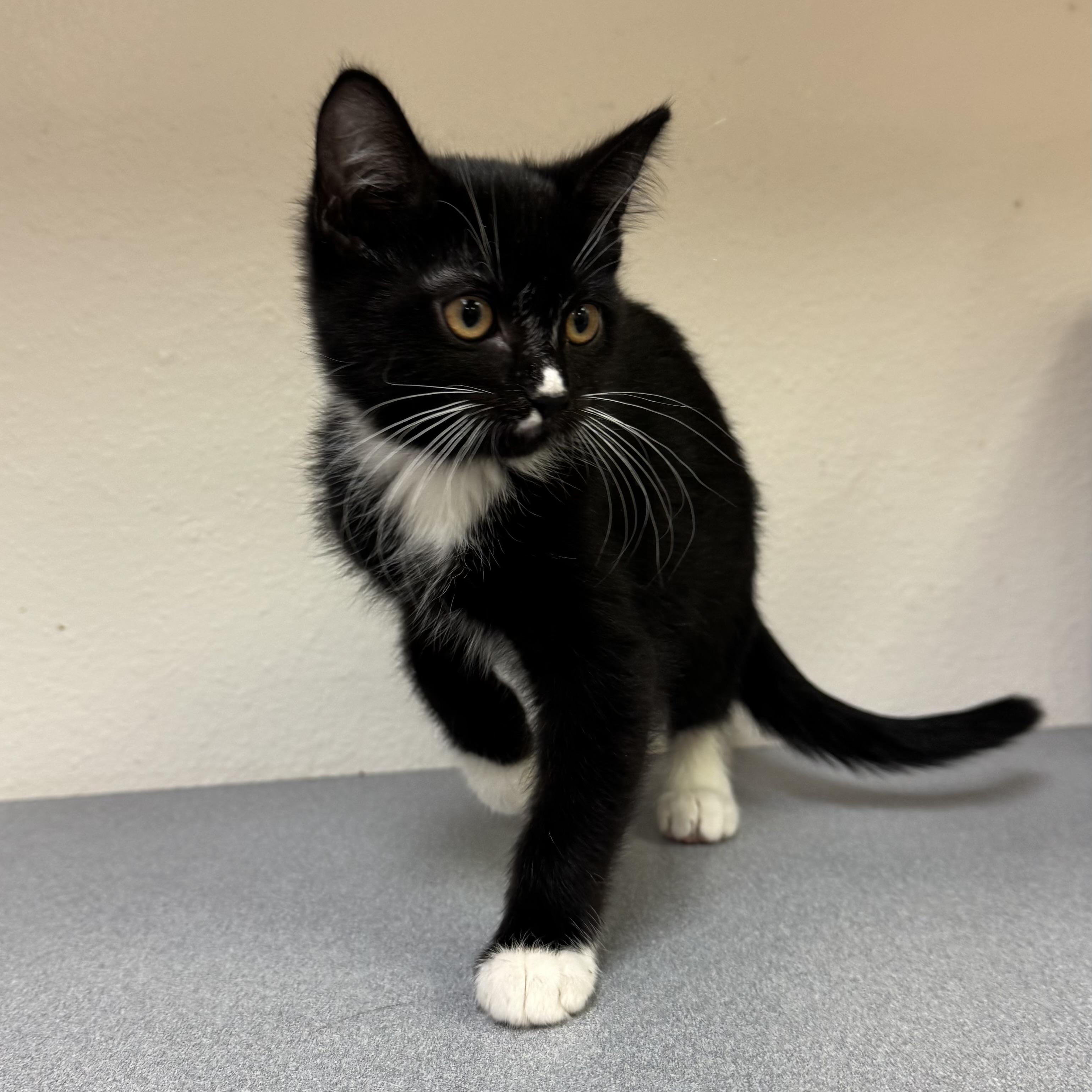 Enlarge River, a Adoptable mixed breed in Pocatello, ID image 4/6
