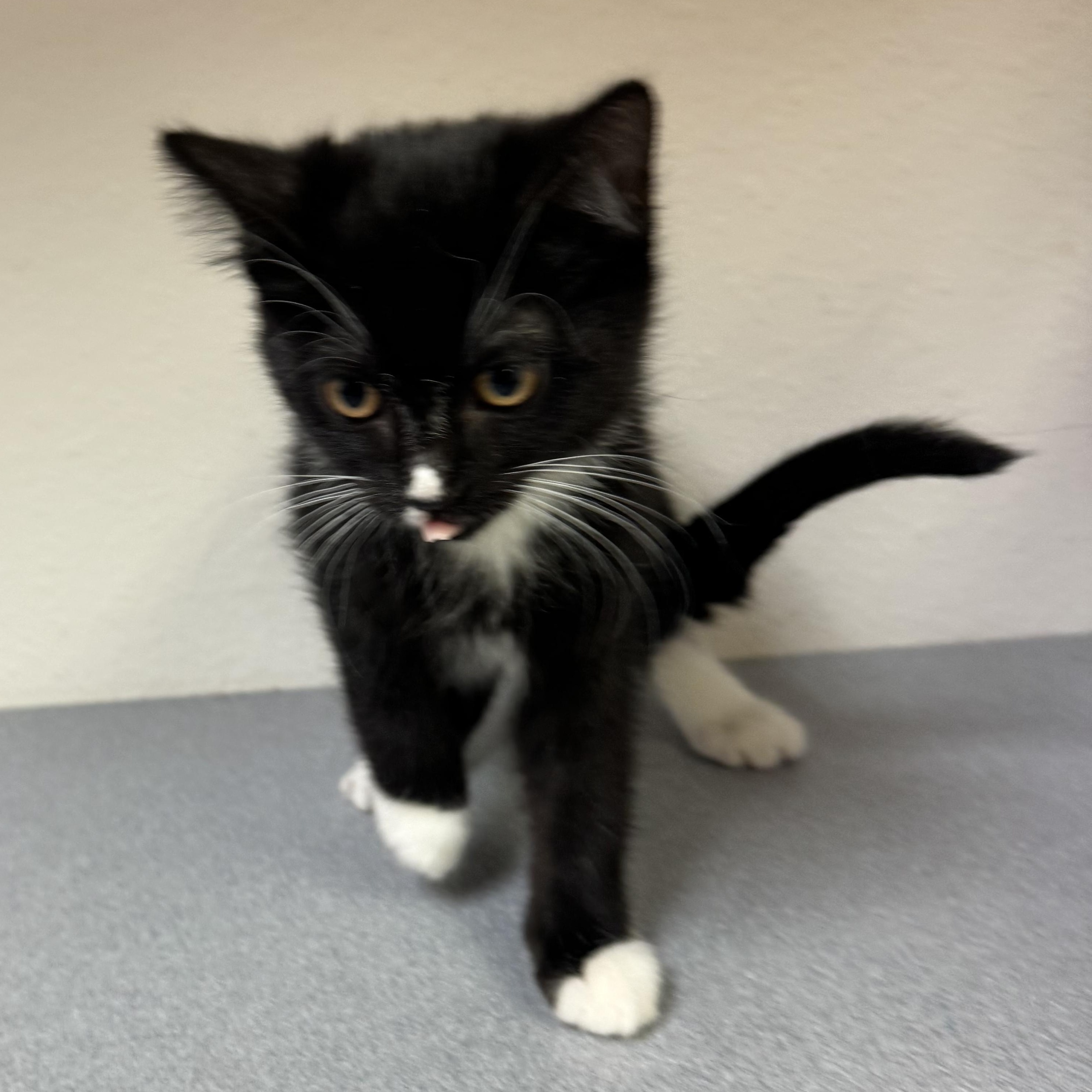 Enlarge River, a Adoptable mixed breed in Pocatello, ID image 6/6