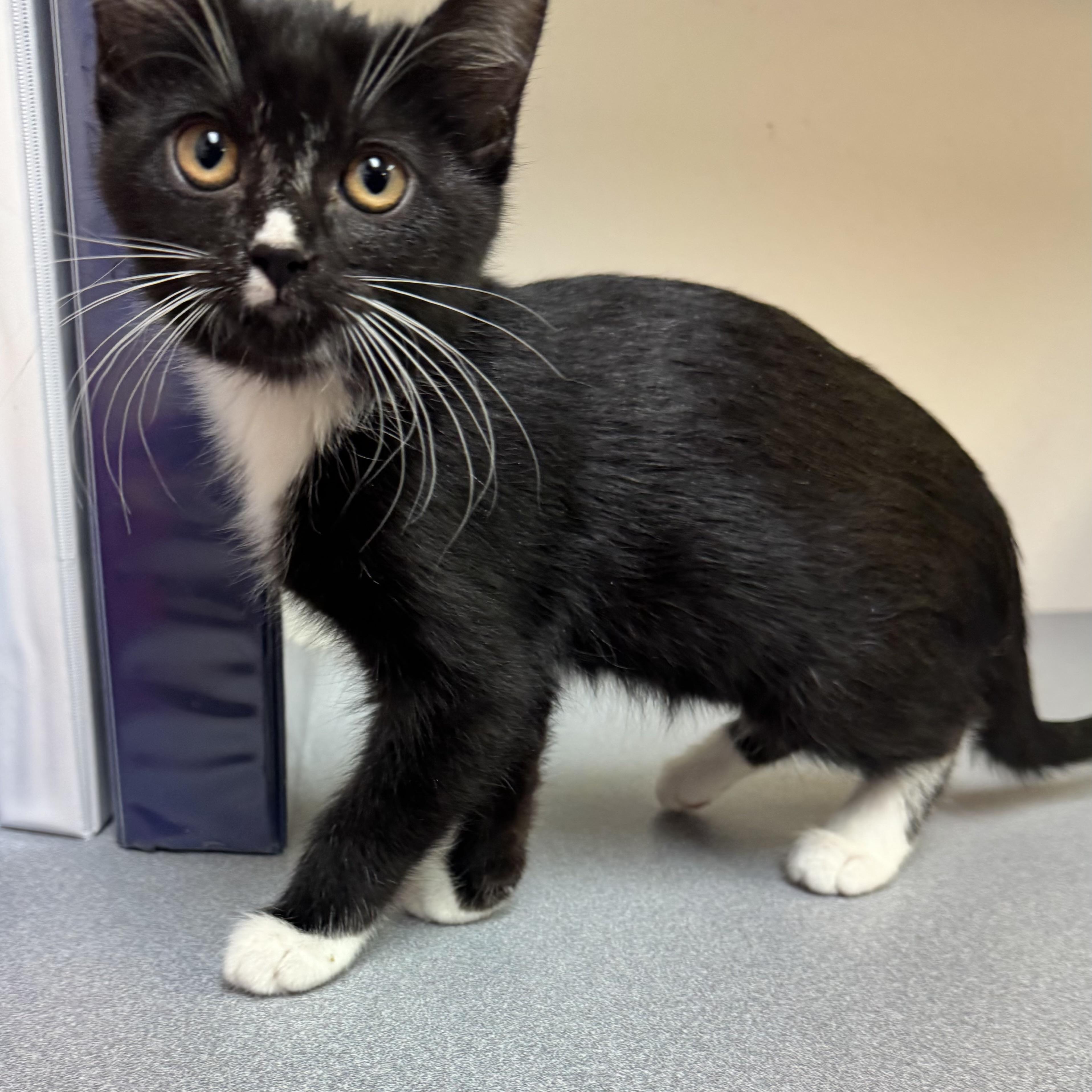 Enlarge River, a Adoptable mixed breed in Pocatello, ID image 1/6