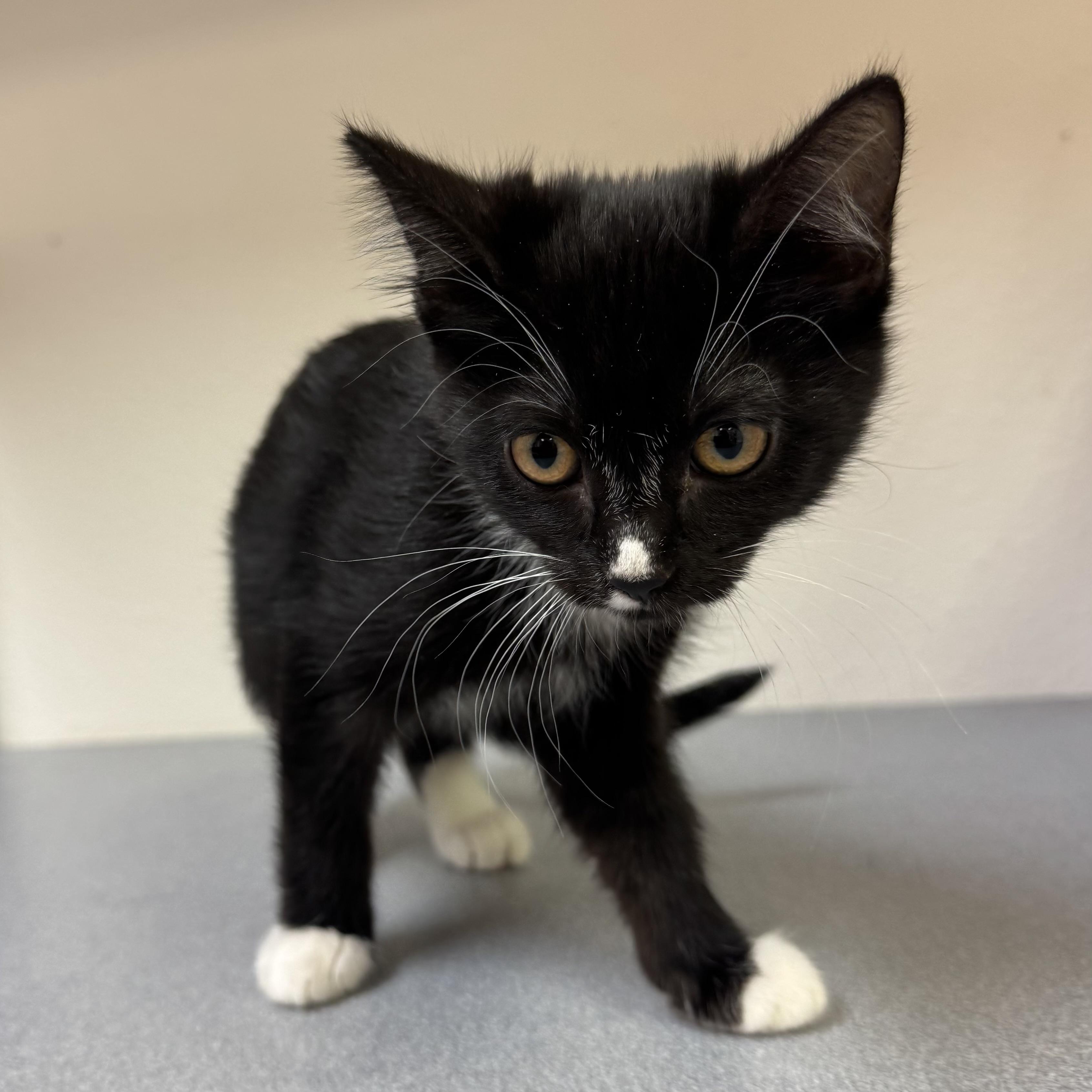 Enlarge River, a Adoptable mixed breed in Pocatello, ID image 3/6