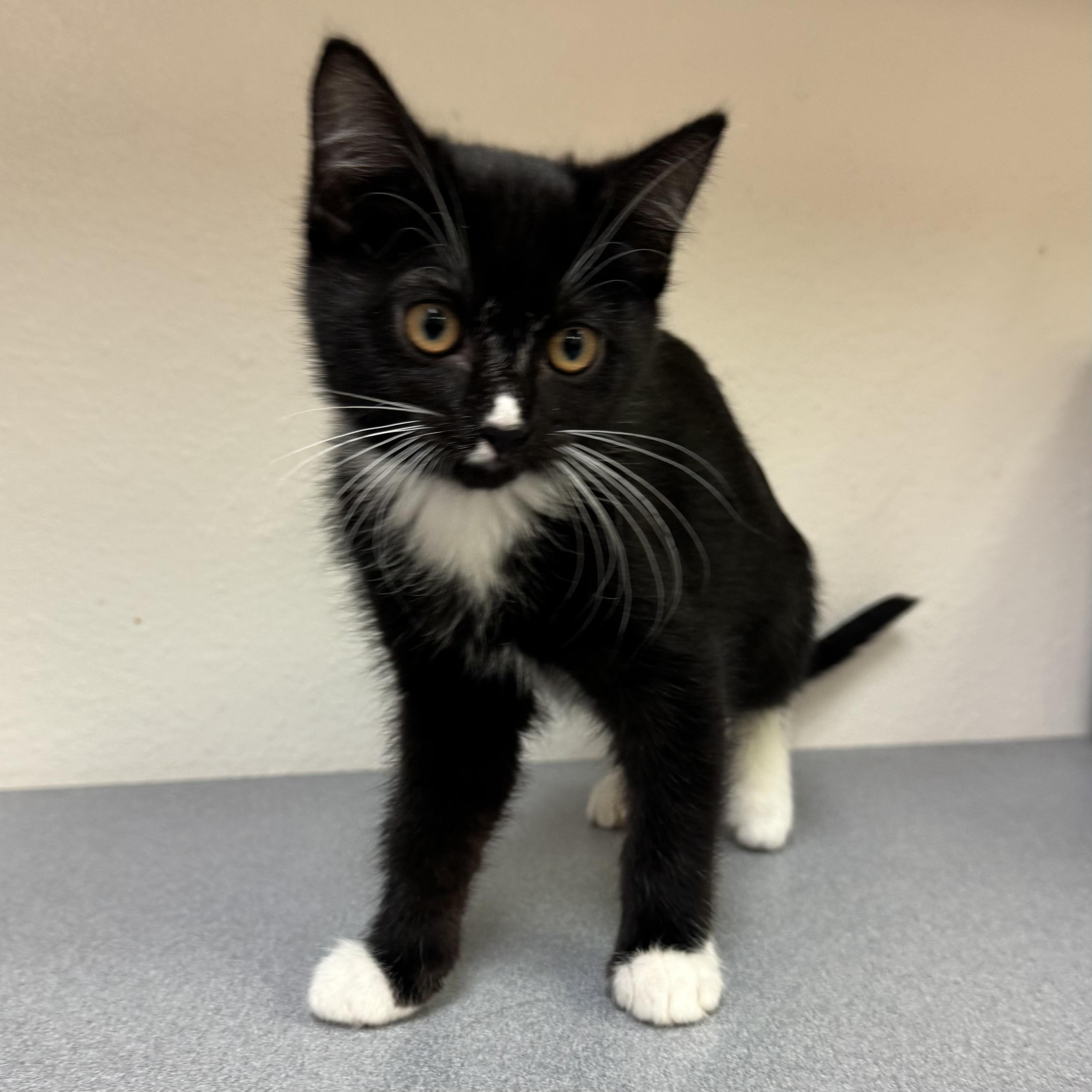 Enlarge River, a Adoptable mixed breed in Pocatello, ID image 5/6