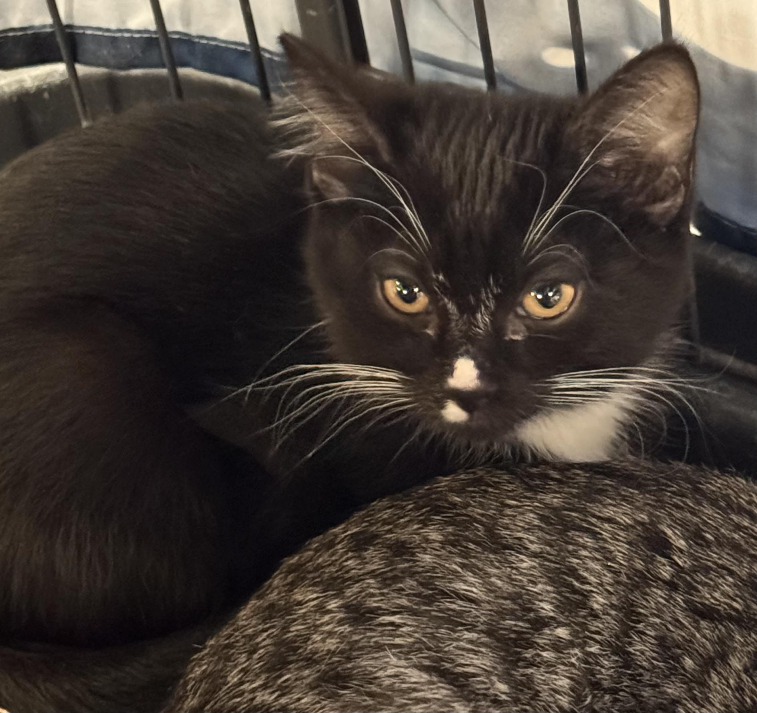 Enlarge River, a Adoptable mixed breed in Pocatello, ID image 2/6