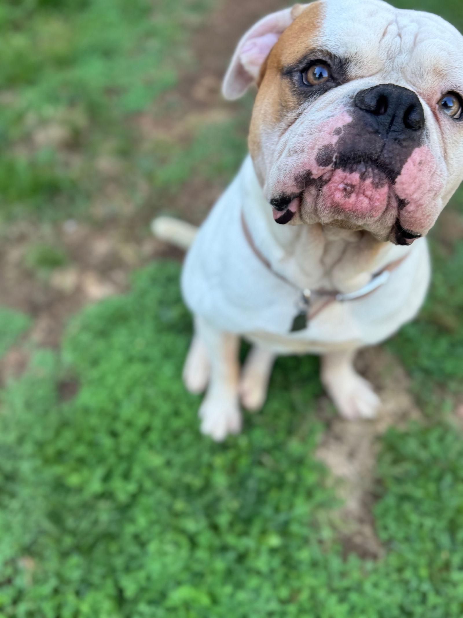 Enlarge Ferdinand, a Adoptable American Bulldog in New Hope, PA image 1/3