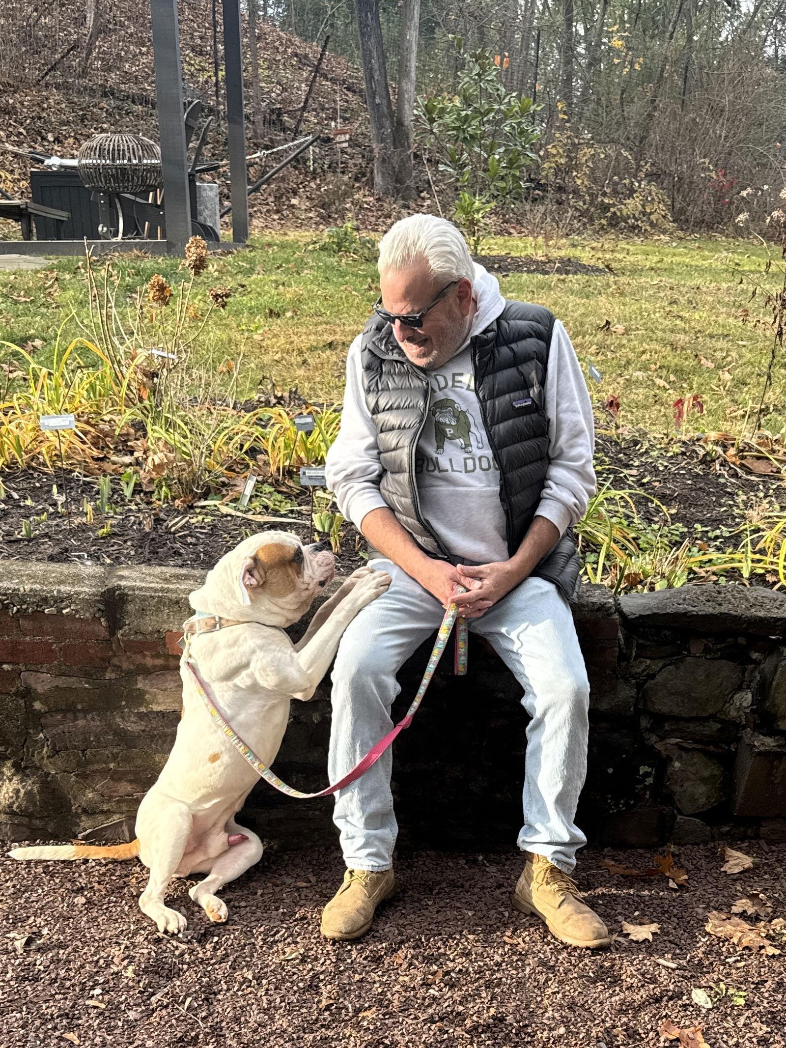 Enlarge Ferdinand, a Adoptable American Bulldog in New Hope, PA image 2/3