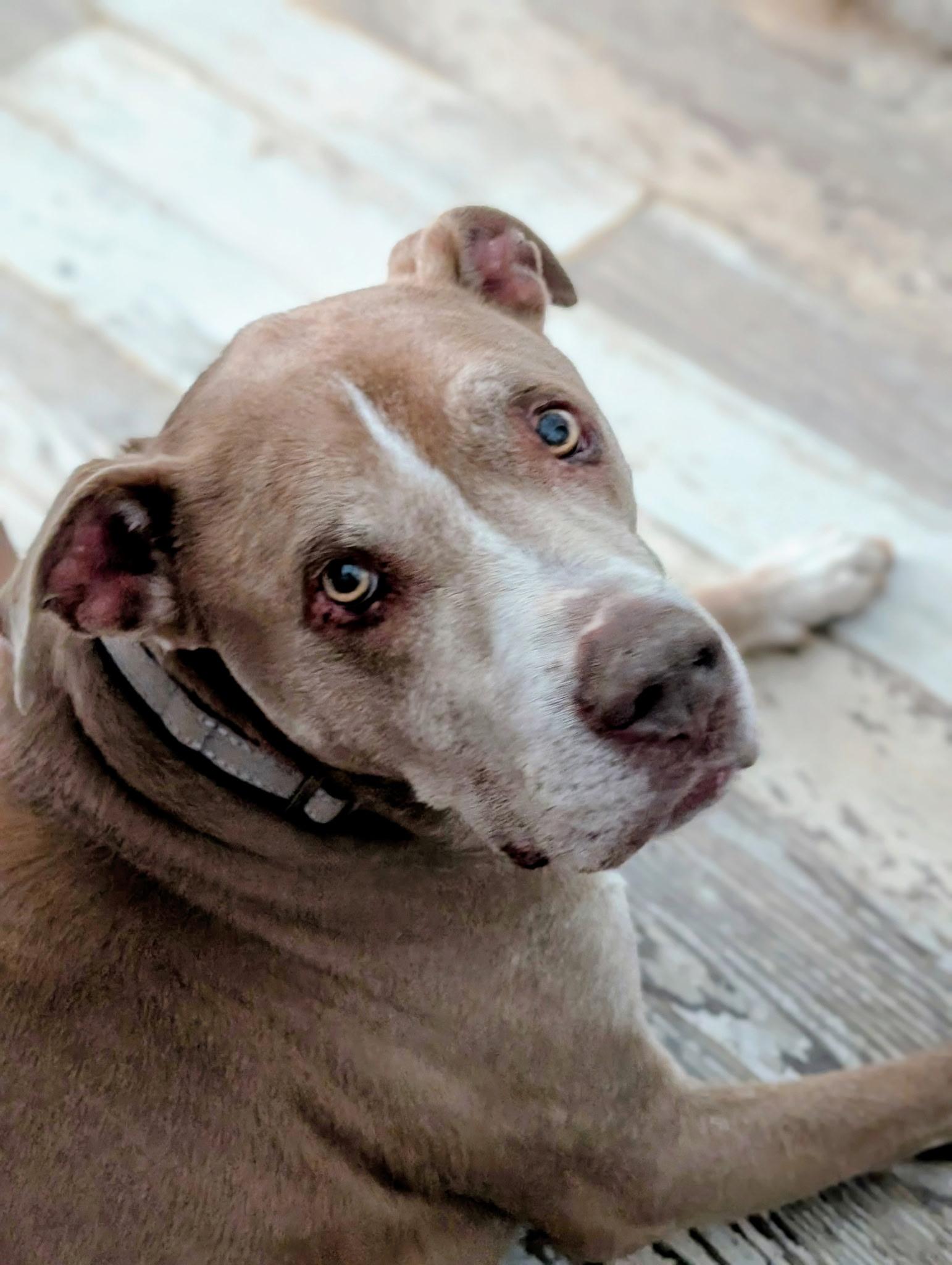 Rudy, Adoptable, Senior Male Pit Bull Terrier.