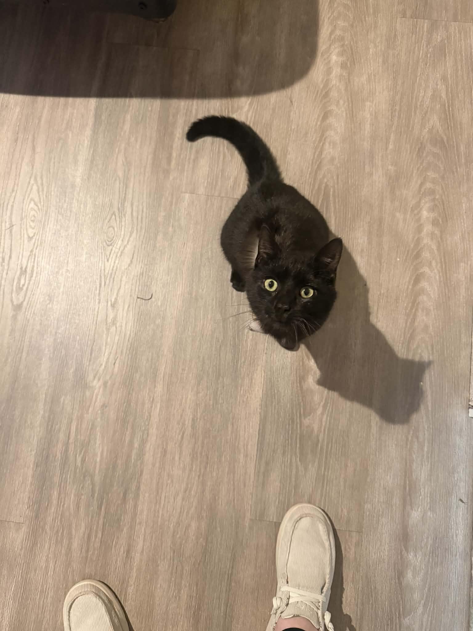 Enlarge Jinx Milburn, an adopted Domestic Short Hair in Somerset, KY image 2/3