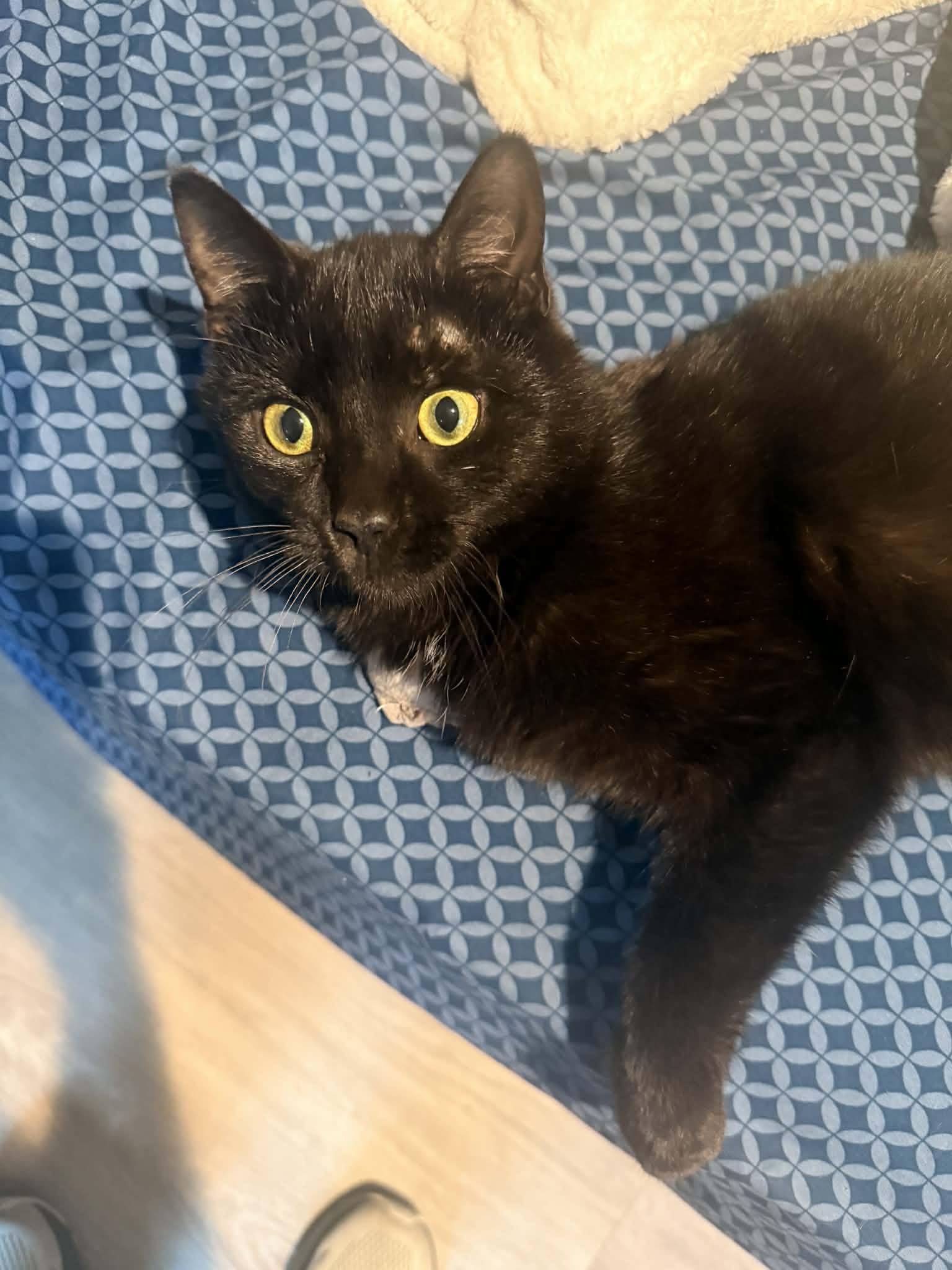 Jinx Milburn, adopted, Young Male Domestic Short Hair.