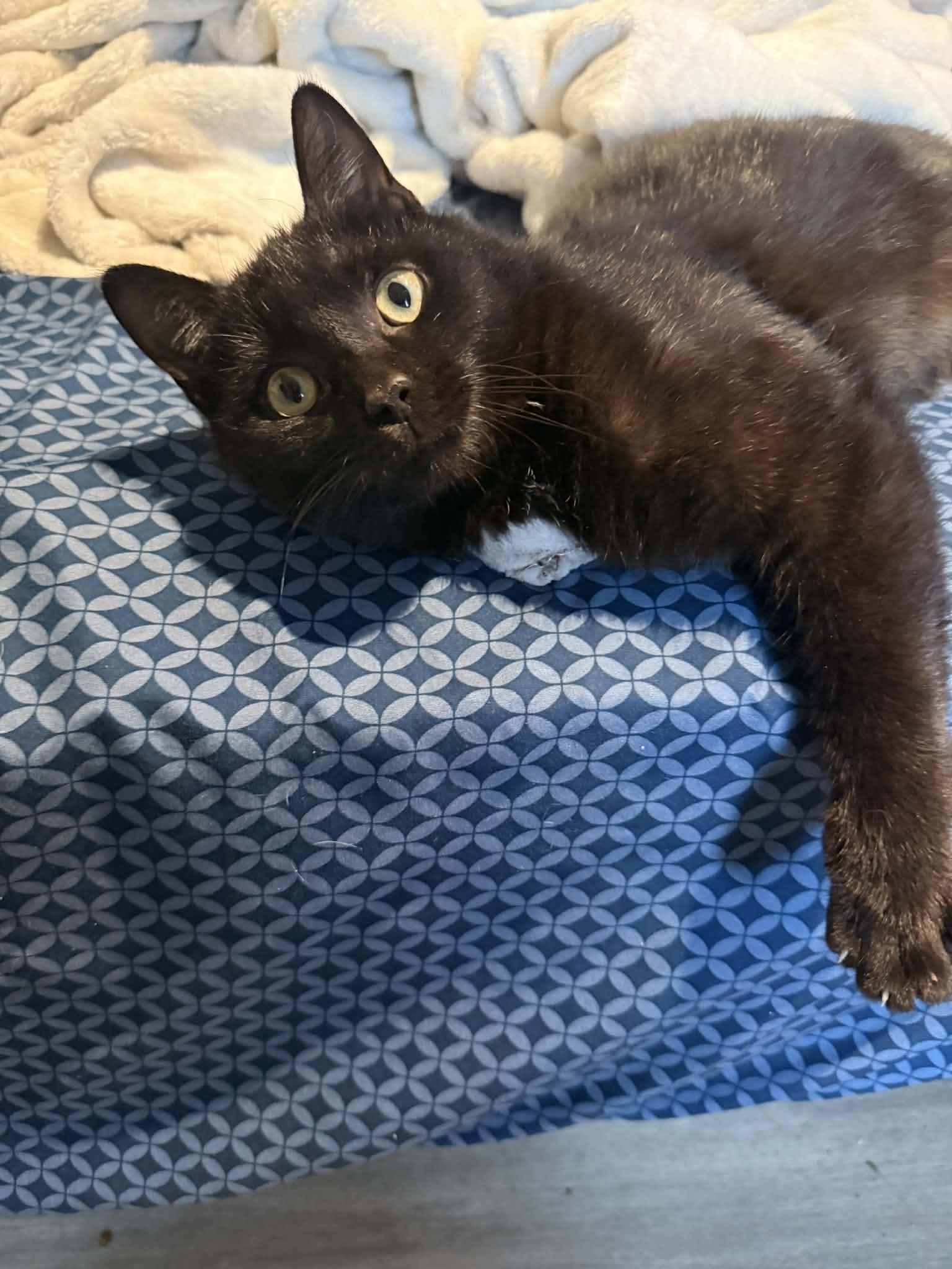 Enlarge Jinx Milburn, an adopted Domestic Short Hair in Somerset, KY image 3/3