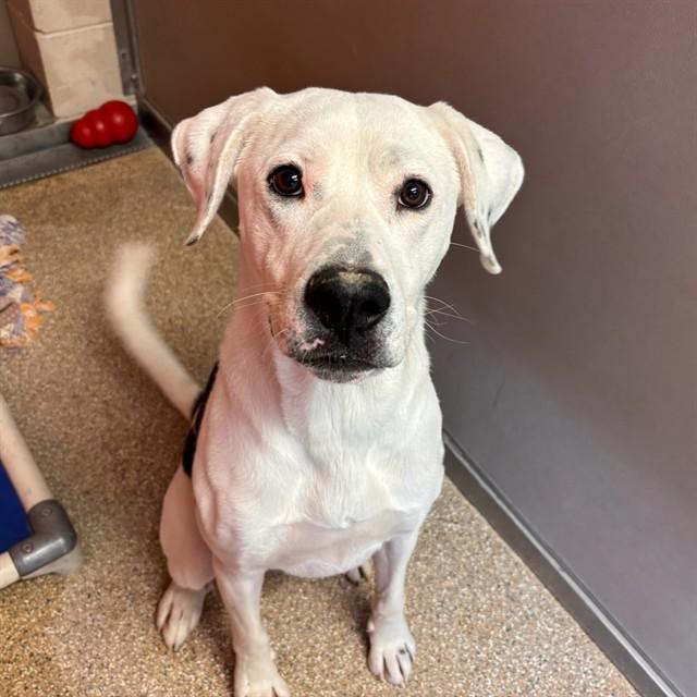 Enlarge CALLAWAY THOMPSON, a Adoptable mixed breed in Albuquerque, NM image 1/1