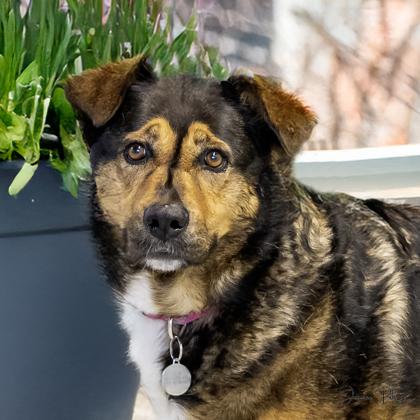 Enlarge Nala, a Adoptable mixed breed in Camano Island, WA image 1/2