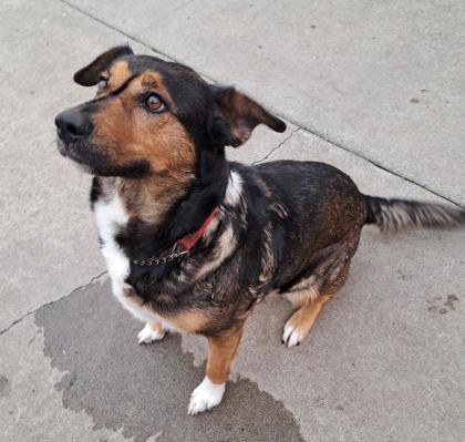 Nala, Adoptable, Adult Female German Shepherd Dog & Australian Shepherd.