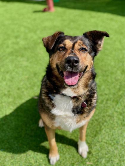 Nala, a Adoptable mixed breed in Camano Island, WA image 3/3