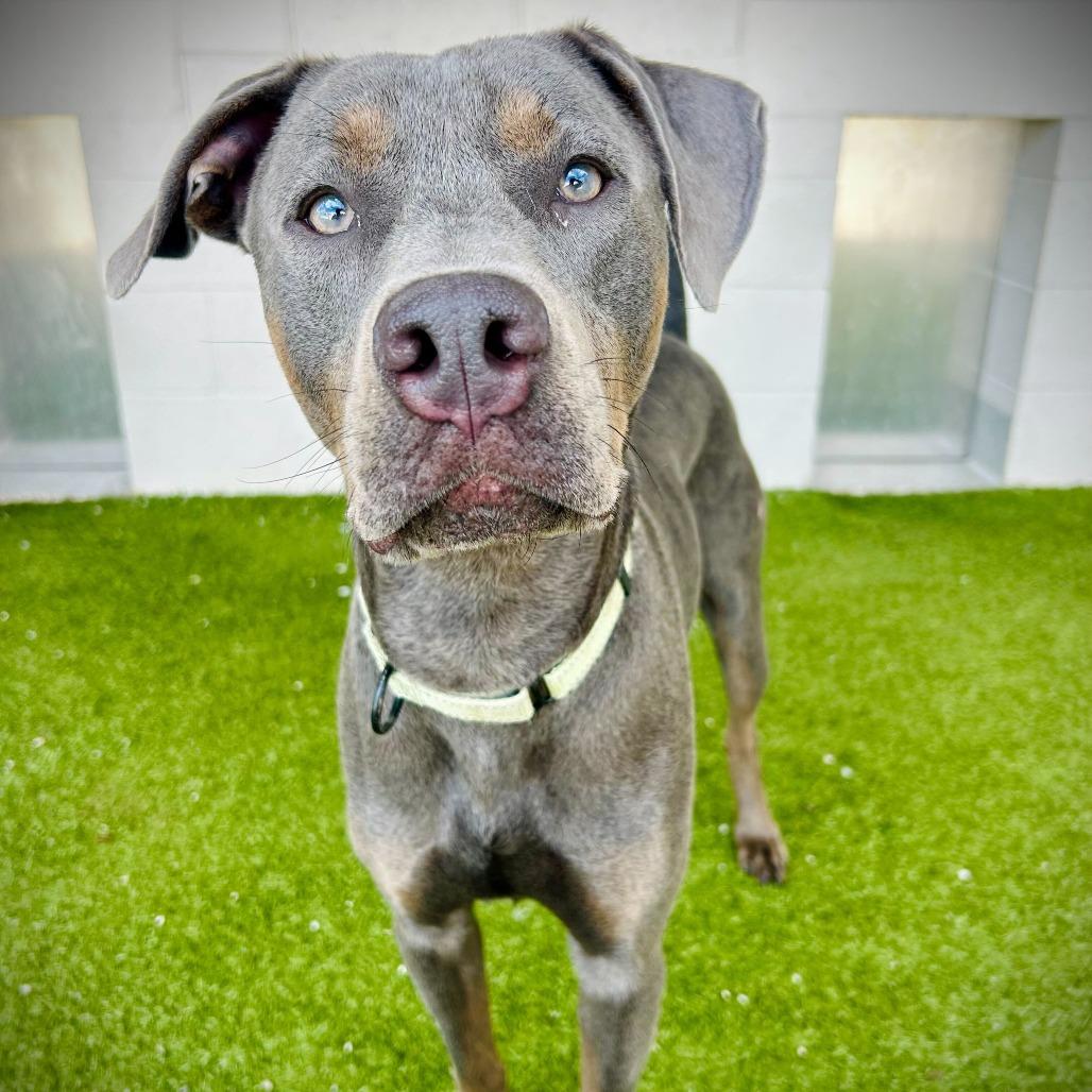 BEAR, Adoptable, Adult Male Pit Bull Terrier & Mixed Breed.